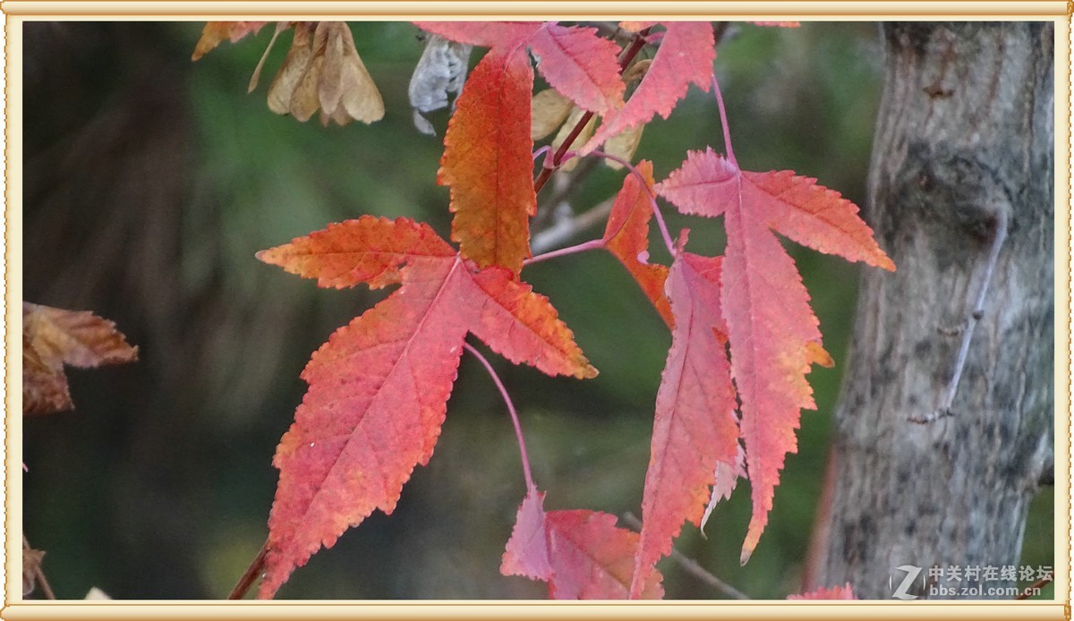 金秋枫叶与 红宝石