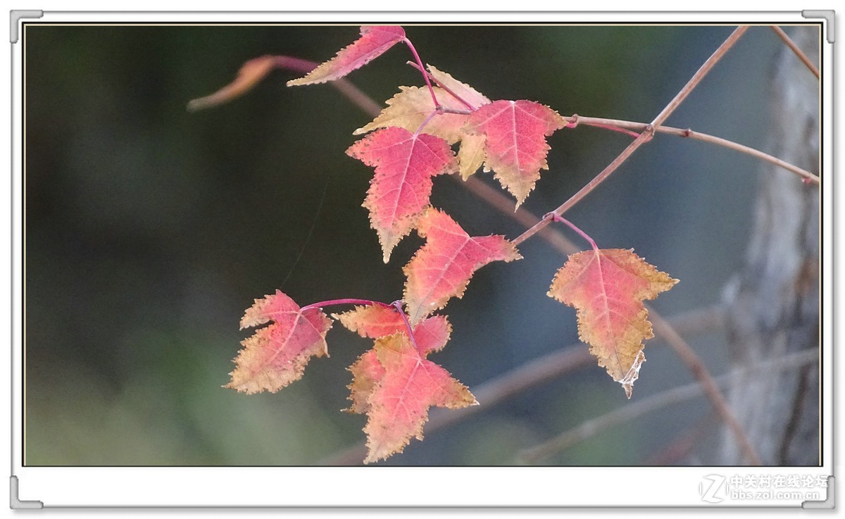 金秋枫叶与 红宝石