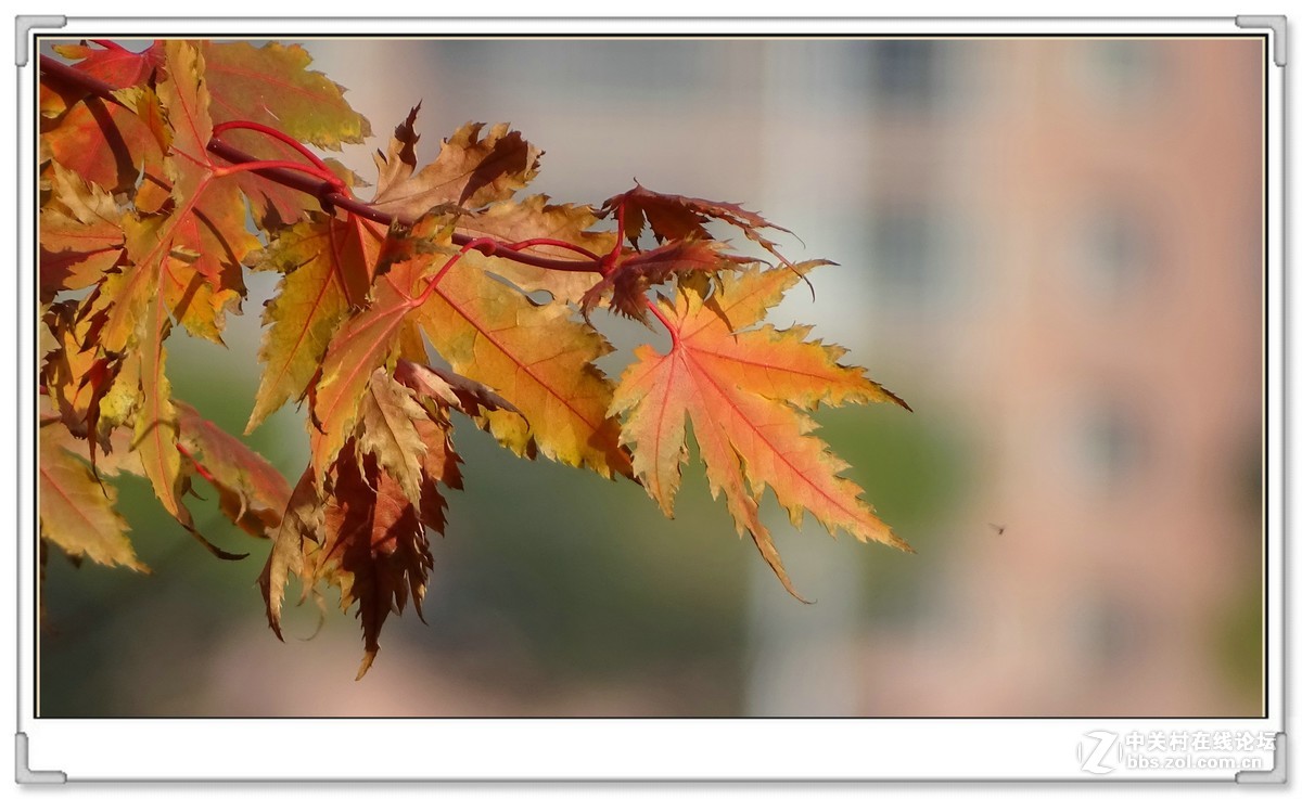 金秋枫叶与 红宝石