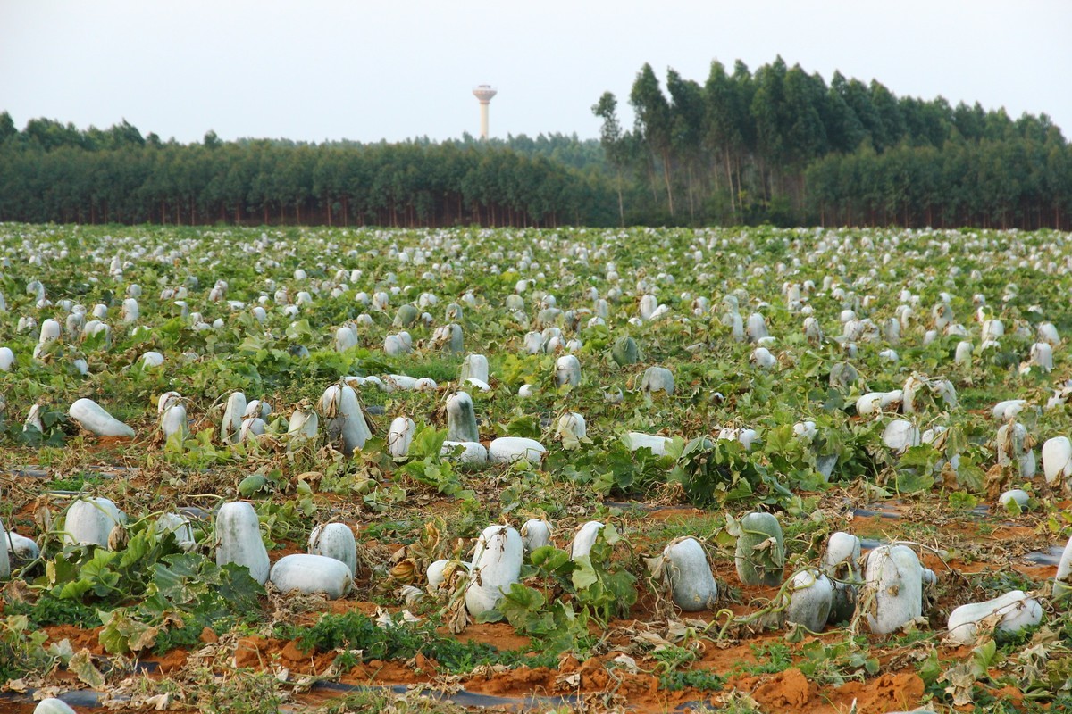 冬天傍晚----散步在南中国的田间地头