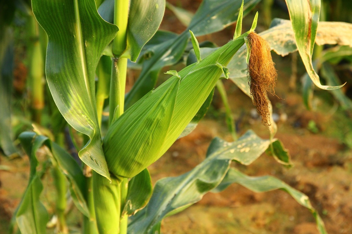 冬天傍晚----散步在南中国的田间地头