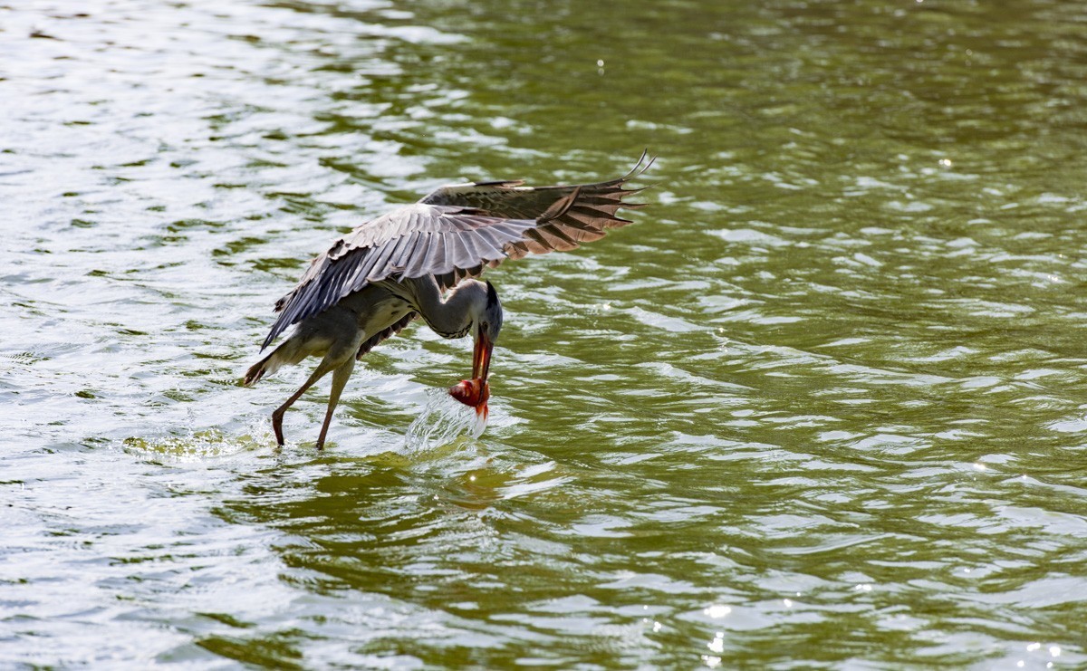 望海公园---水上舞者