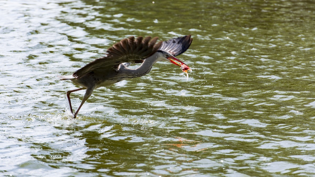 望海公园---水上舞者
