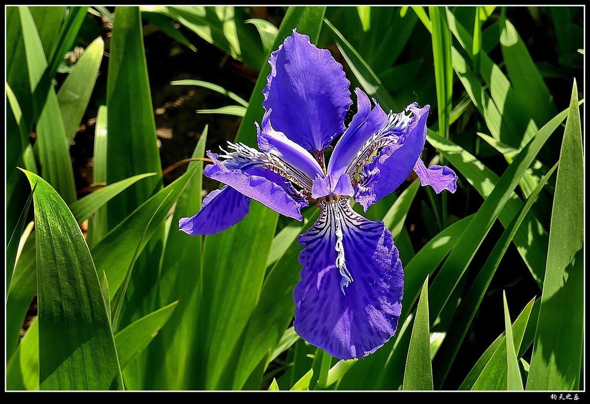 【鸢尾兰】