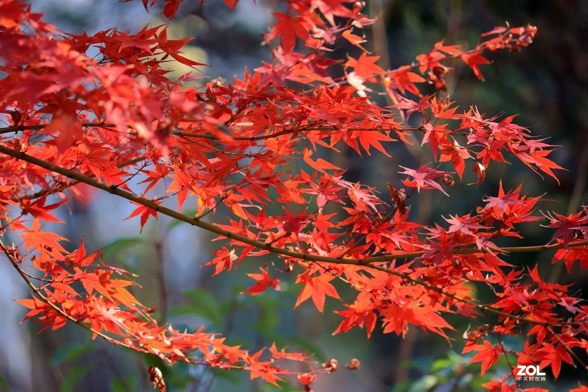 红红的鸡爪槭一