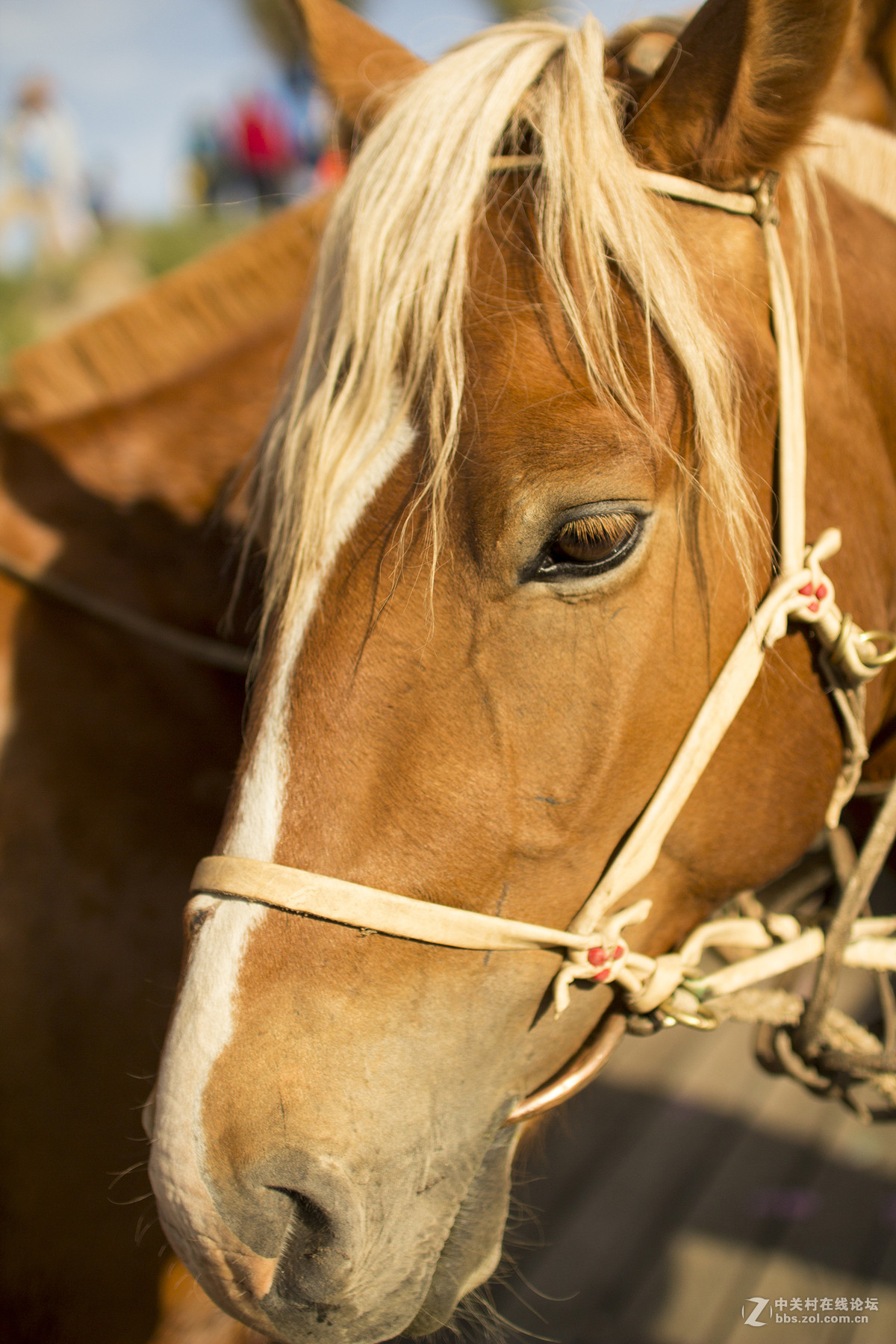 内蒙古，宝格德山祭祀活动部分随拍