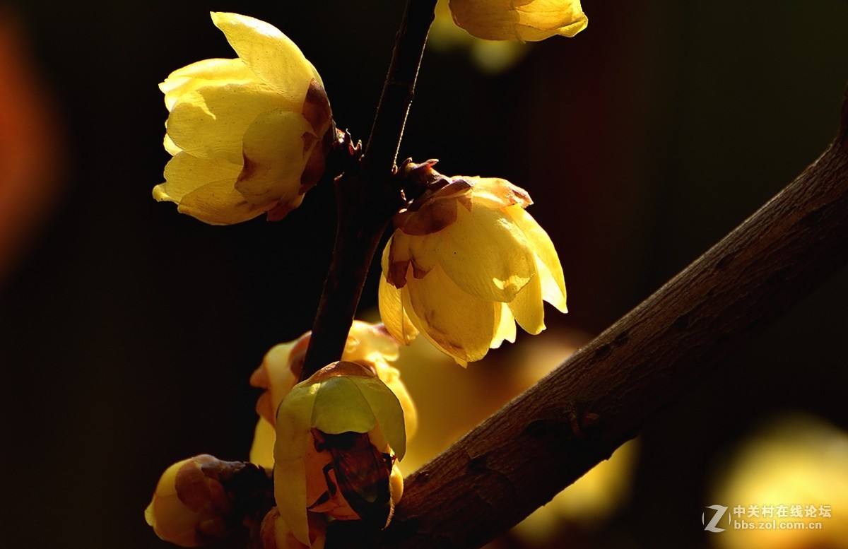 一组花卉（腊梅）一