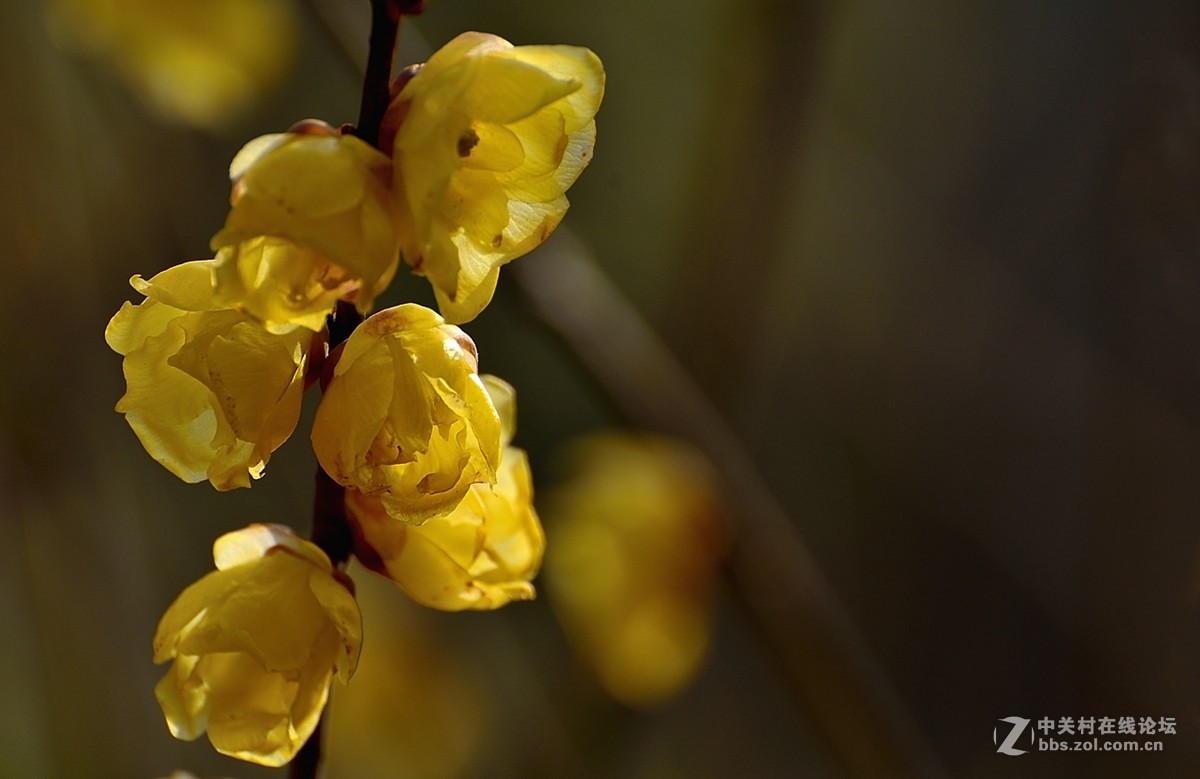 一组花卉（腊梅）一