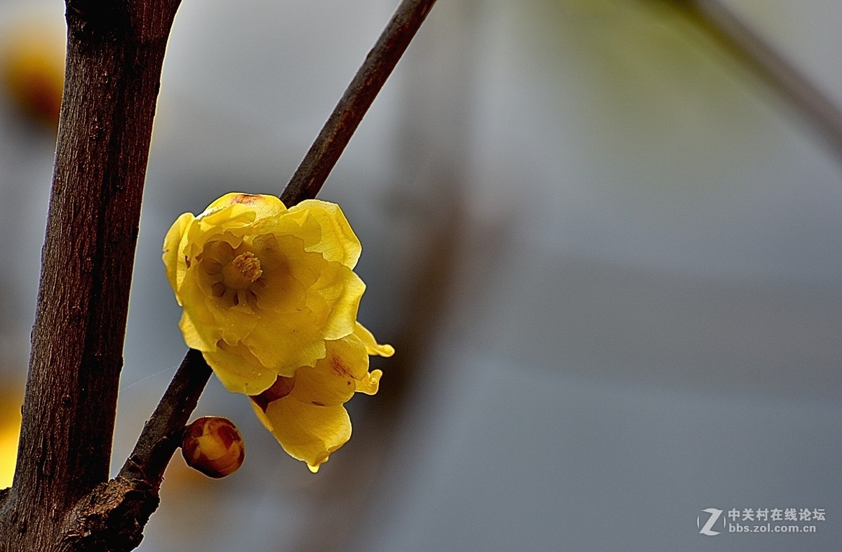 一组花卉（腊梅）一