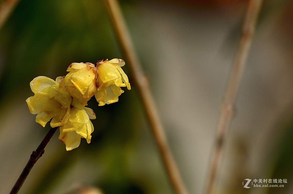一组花卉（腊梅）一