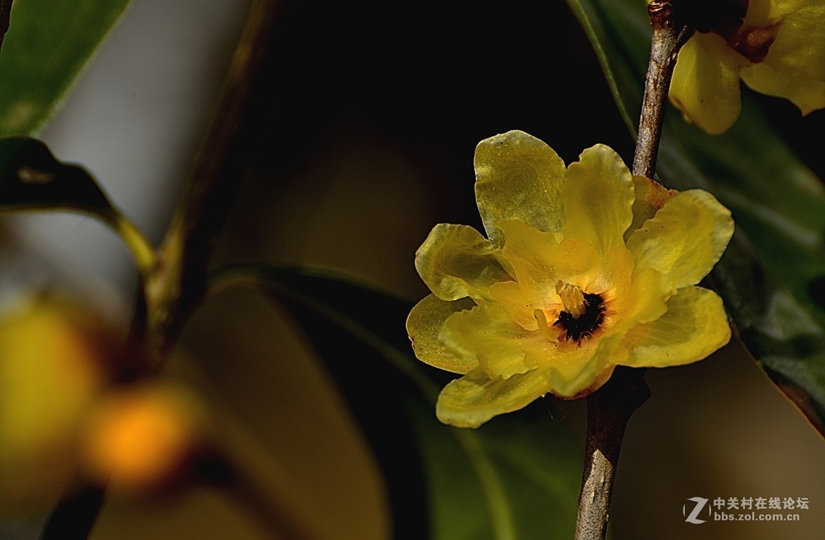 一组花卉（腊梅）一