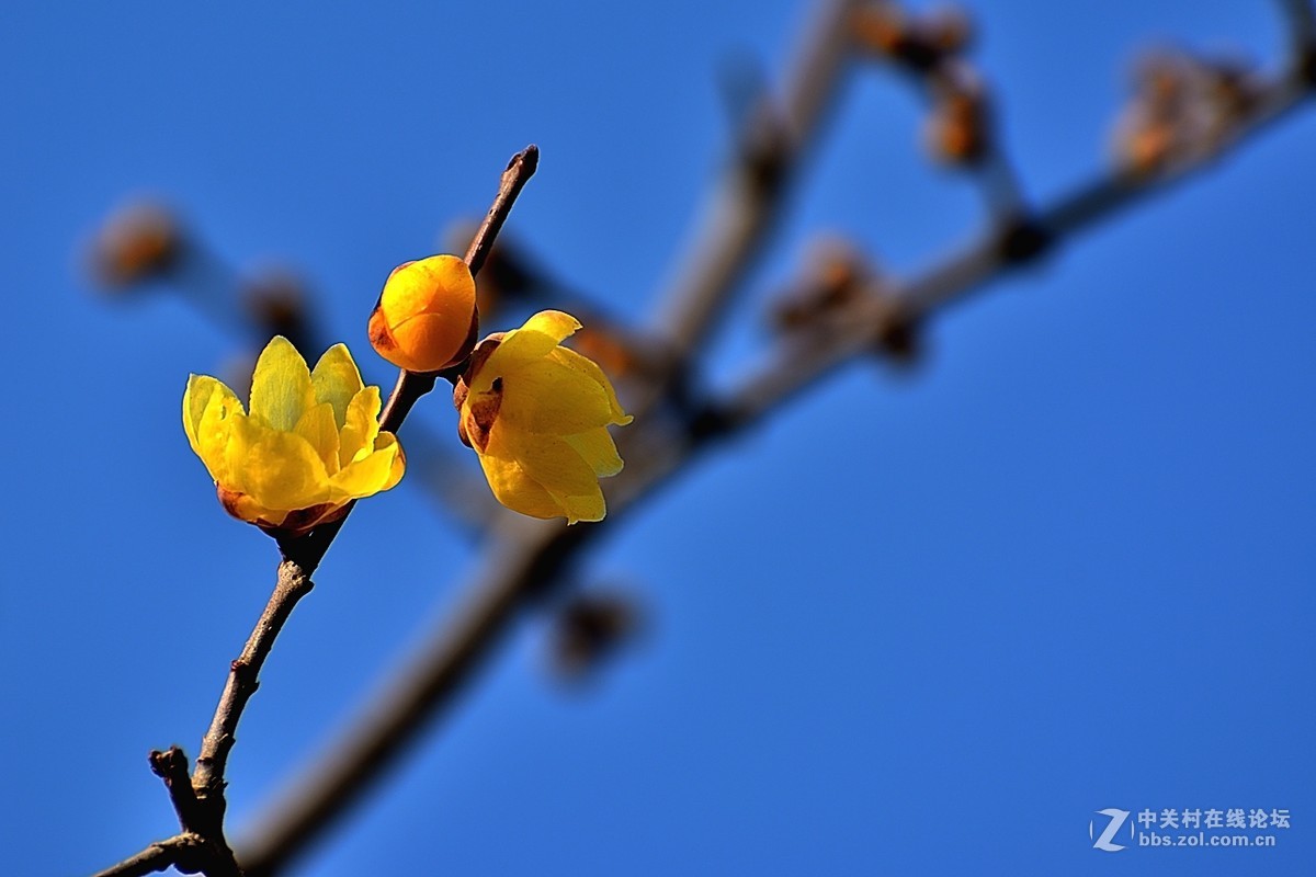 一组花卉（腊梅）一