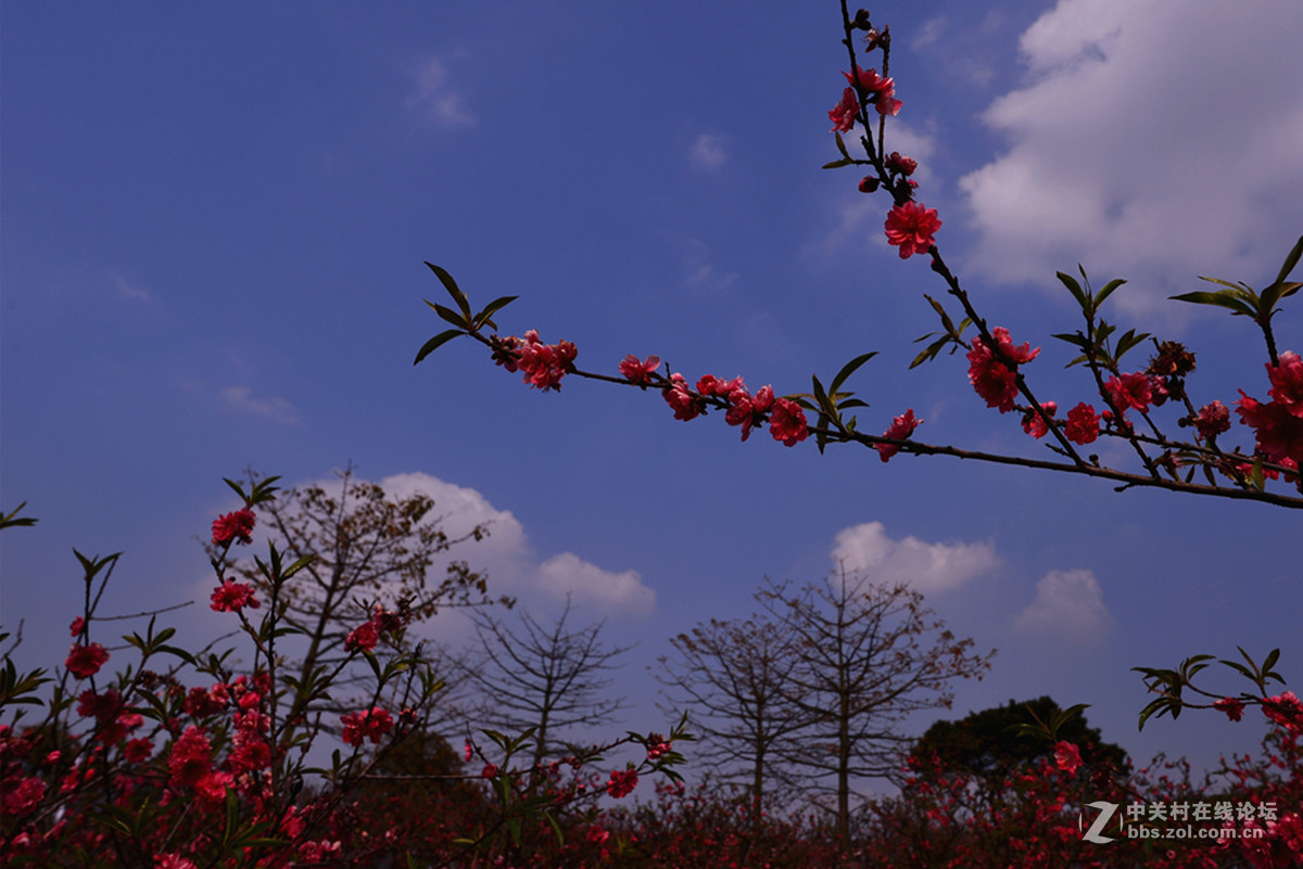 南沙大崗十八羅漢山桃花林風景