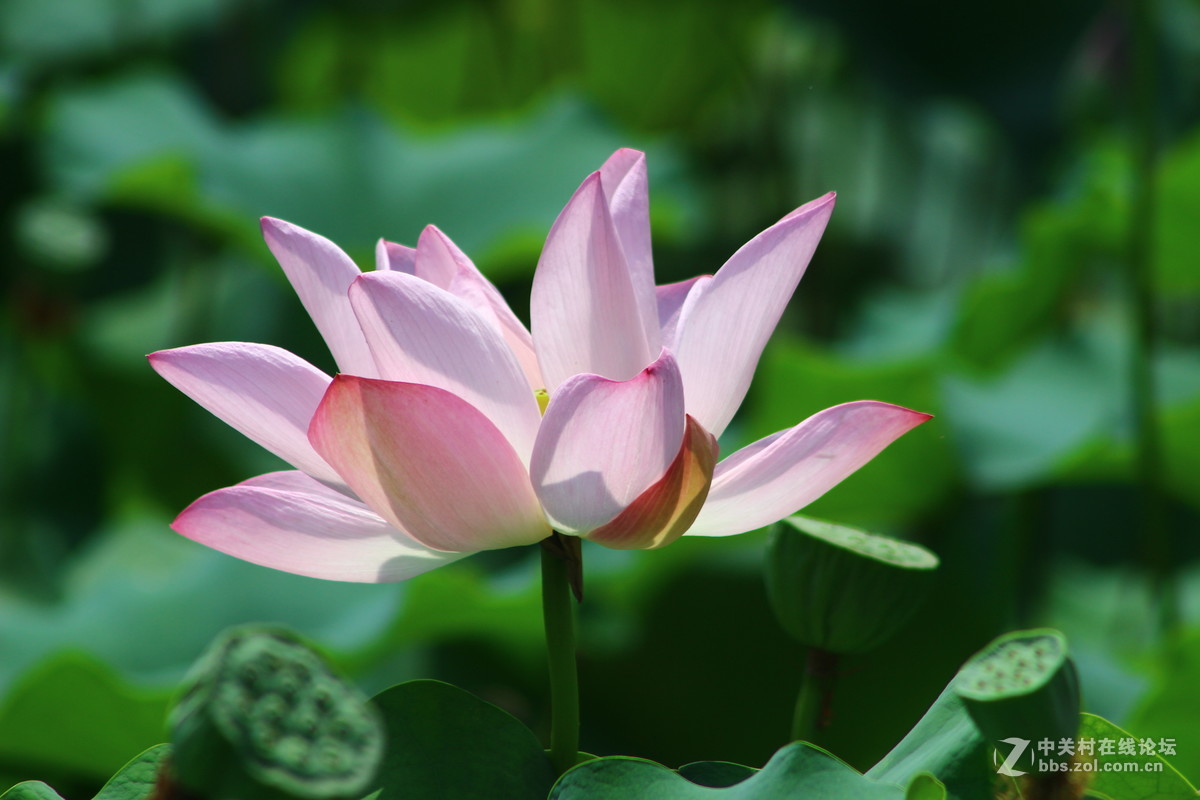 兰园荷花醉游人