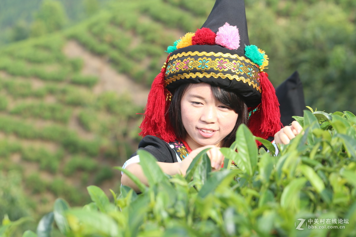 中华瑶族女性的采茶美女，广西昭平长寿茶乡-颐乡缘茶园。续传2