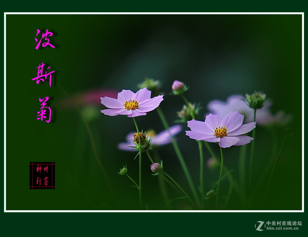 关东百花园（67）——波斯菊