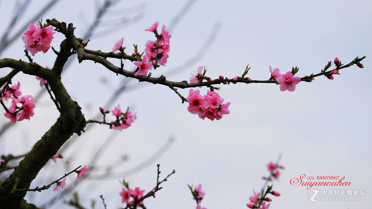 #佳能月赛-与佳能一起去踏青# 桃之夭夭  灼灼其华