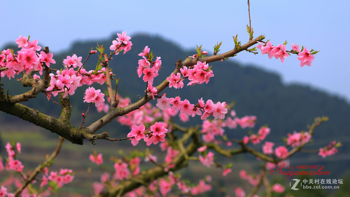 #佳能月赛-与佳能一起去踏青# 桃之夭夭  灼灼其华