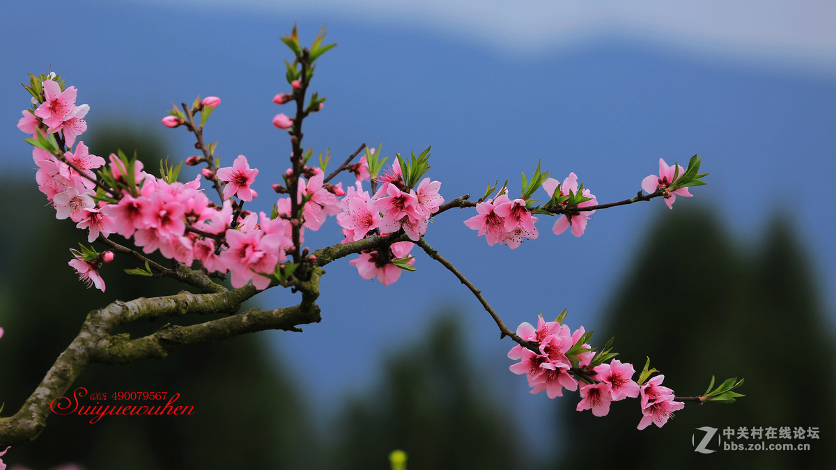 #佳能月赛-与佳能一起去踏青# 桃之夭夭  灼灼其华