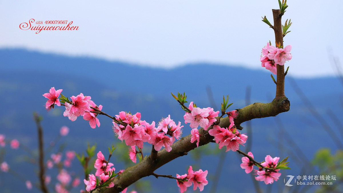 #佳能月赛-与佳能一起去踏青# 桃之夭夭  灼灼其华