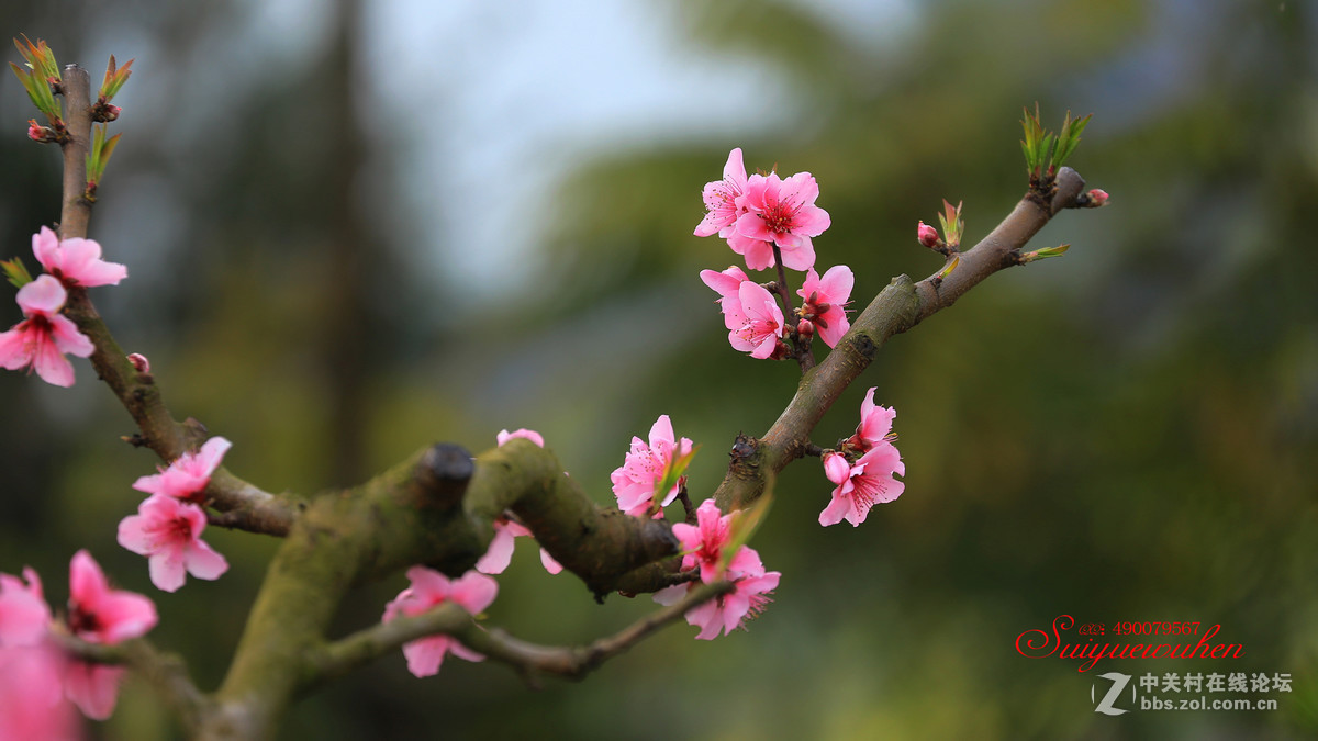 #佳能月赛-与佳能一起去踏青# 桃之夭夭  灼灼其华