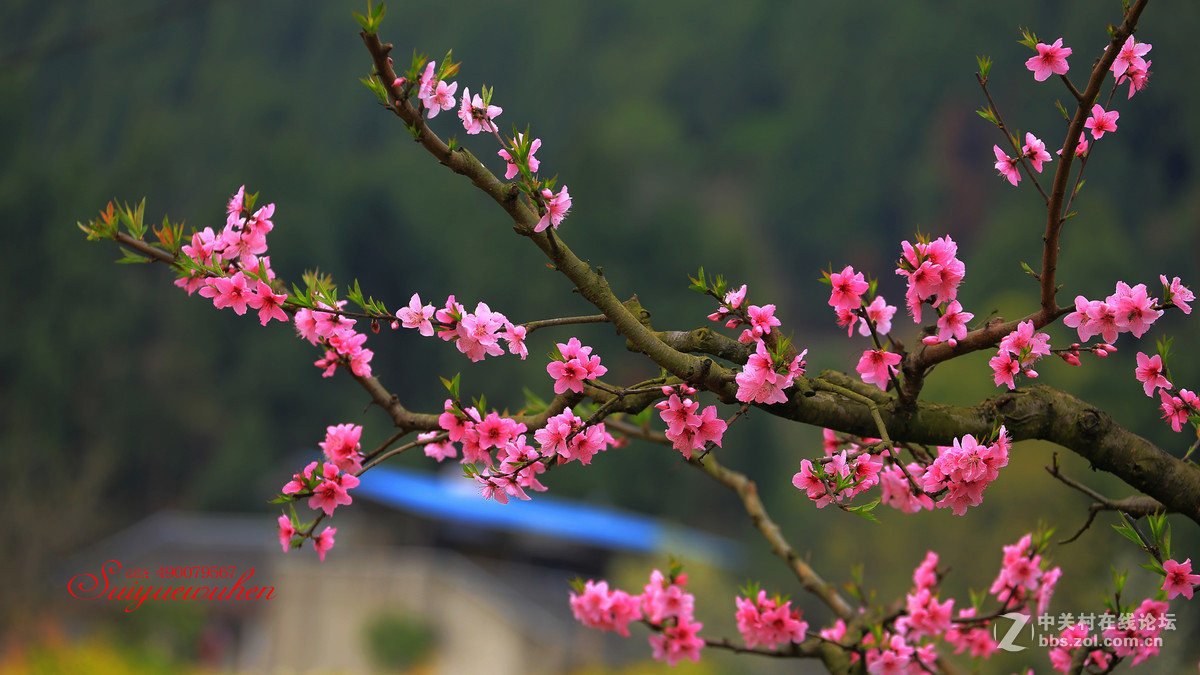 #佳能月赛-与佳能一起去踏青# 桃之夭夭  灼灼其华