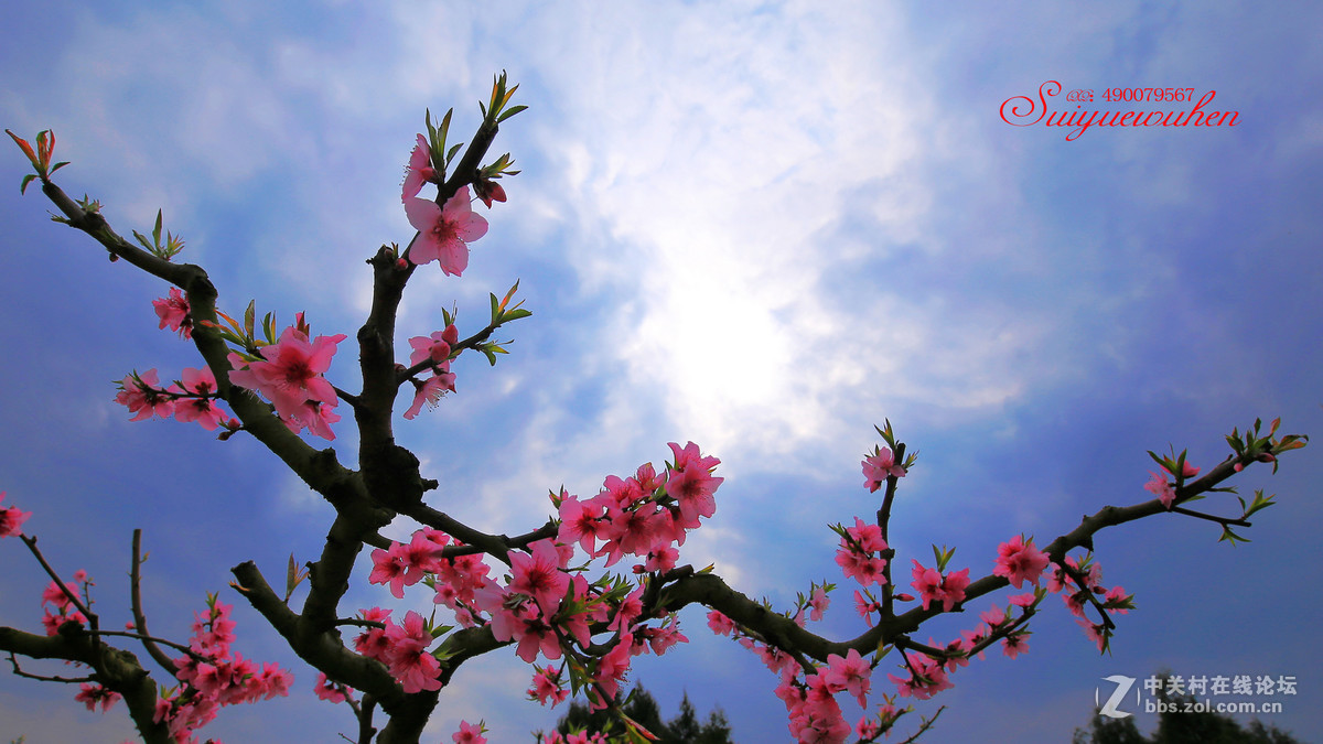 #佳能月赛-与佳能一起去踏青# 桃之夭夭  灼灼其华