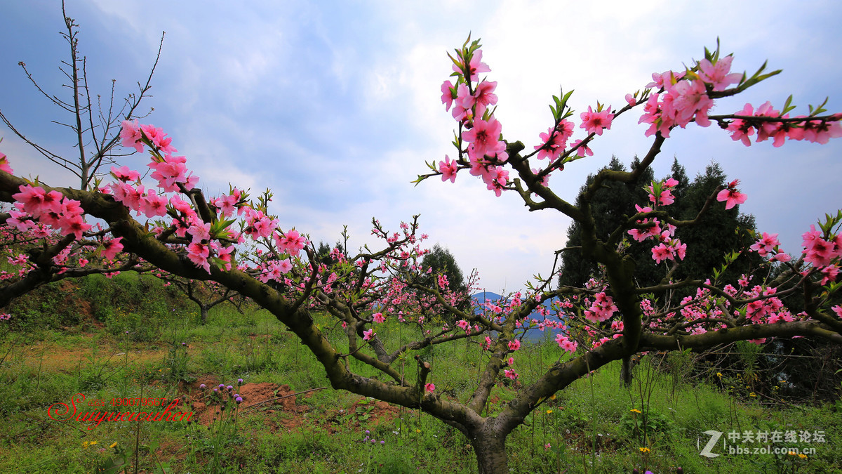 #佳能月赛-与佳能一起去踏青# 桃之夭夭  灼灼其华