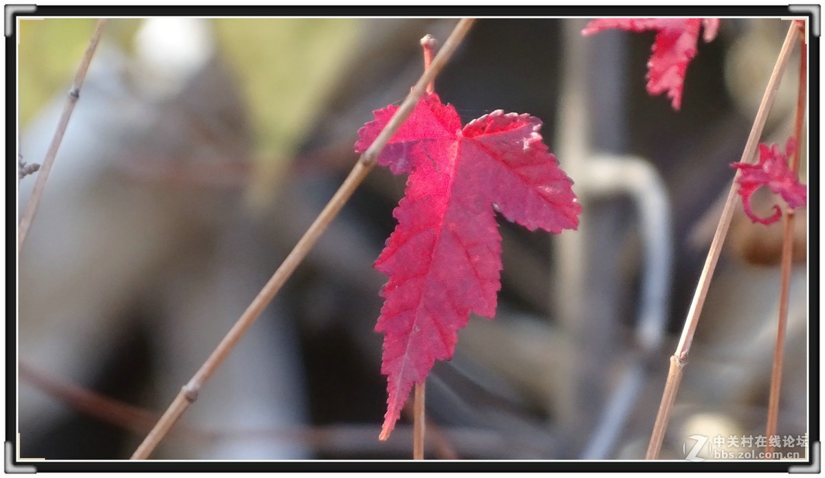 金秋枫叶与 红宝石