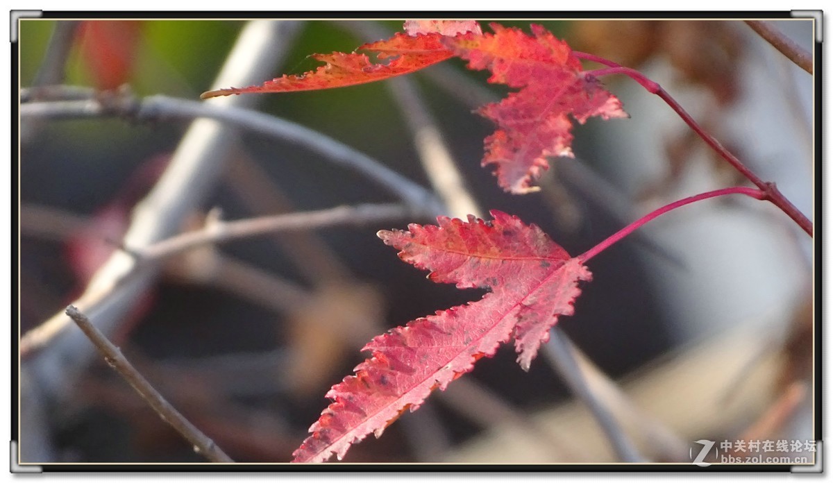 金秋枫叶与 红宝石