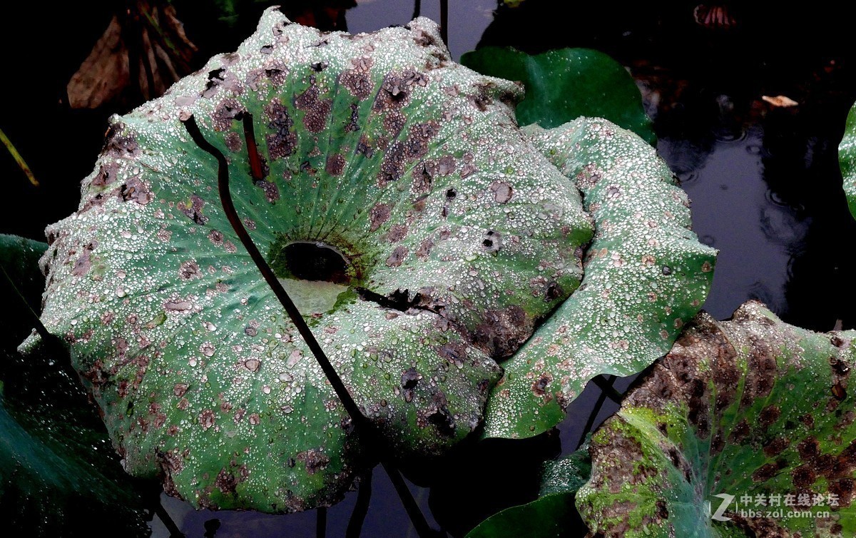 雨中残荷有人拍