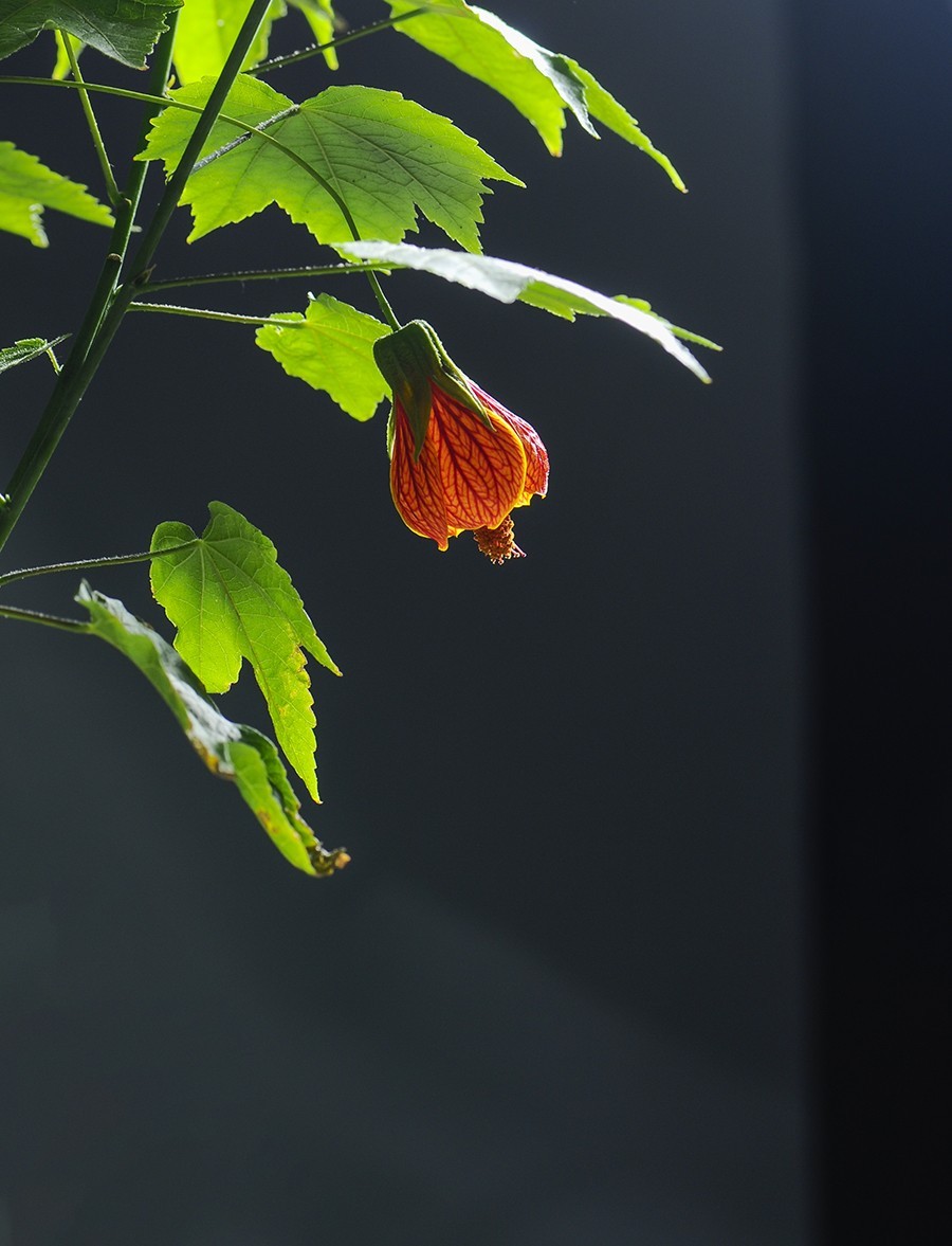 宫廷灯笼花