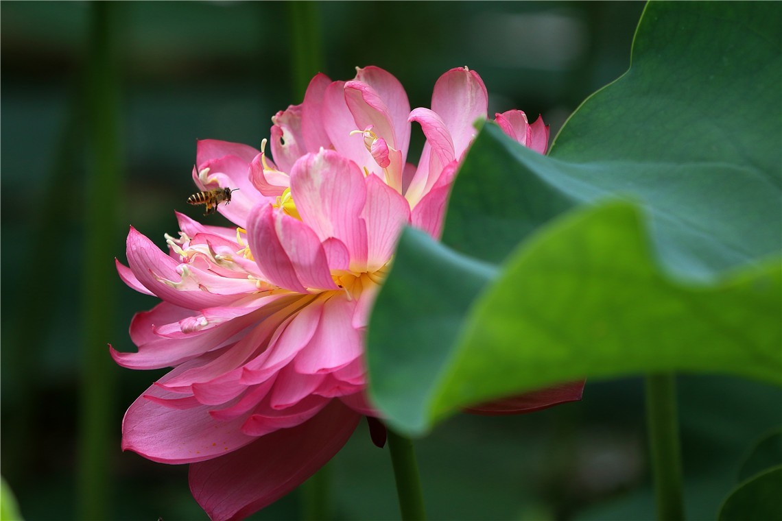 夏至荷花