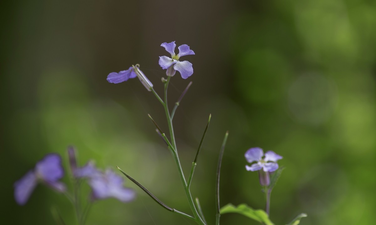 春日小花二月兰