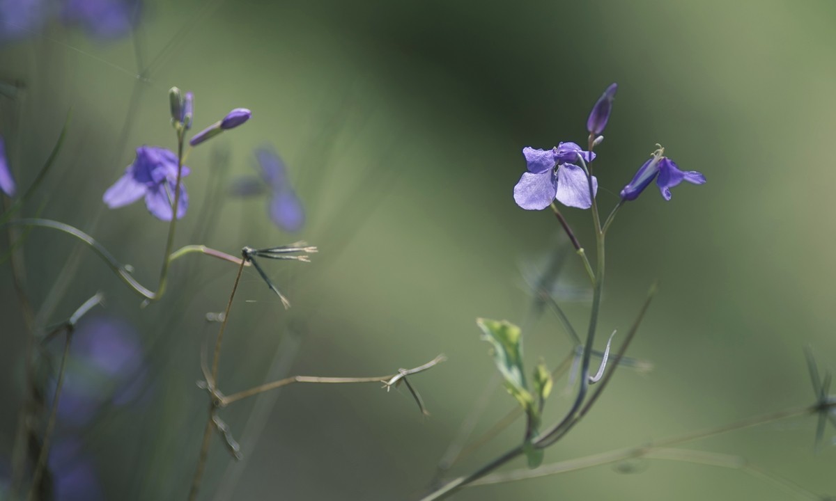 春日小花二月兰