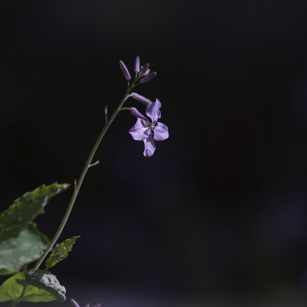 春日小花二月兰