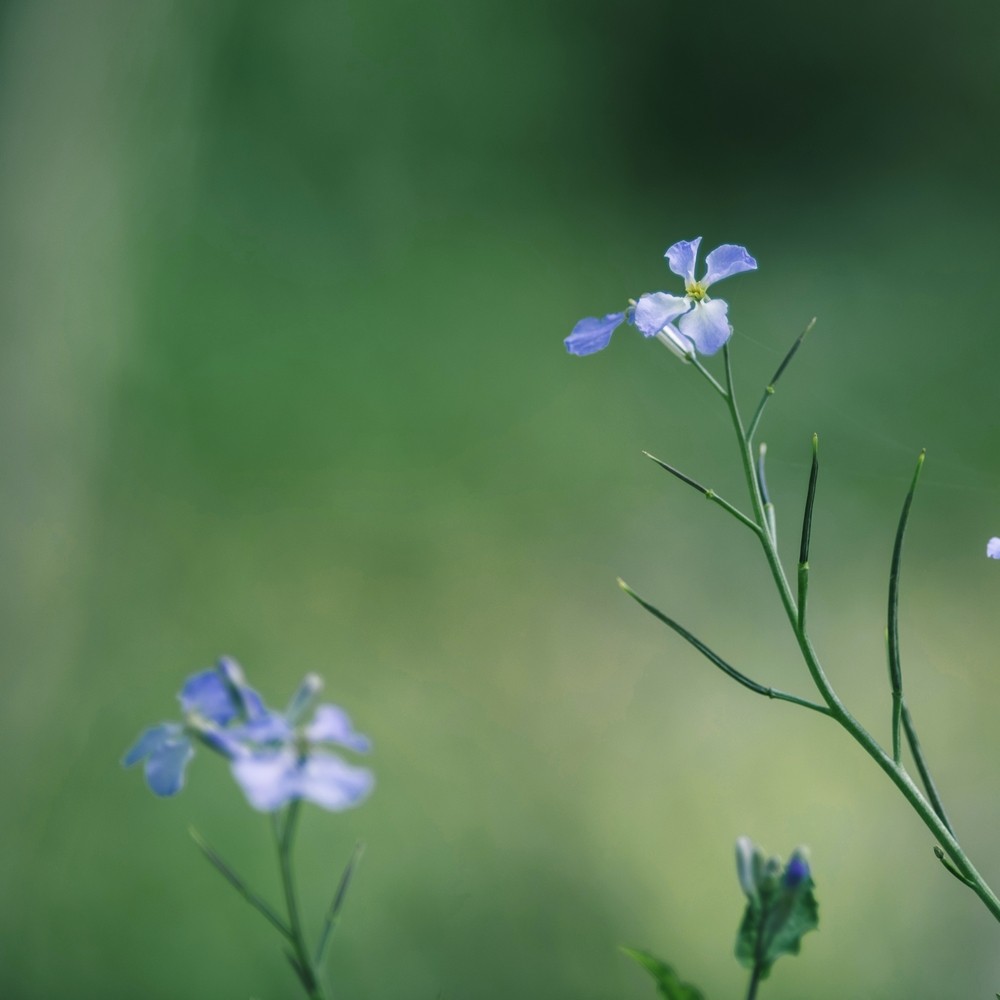 春日小花二月兰