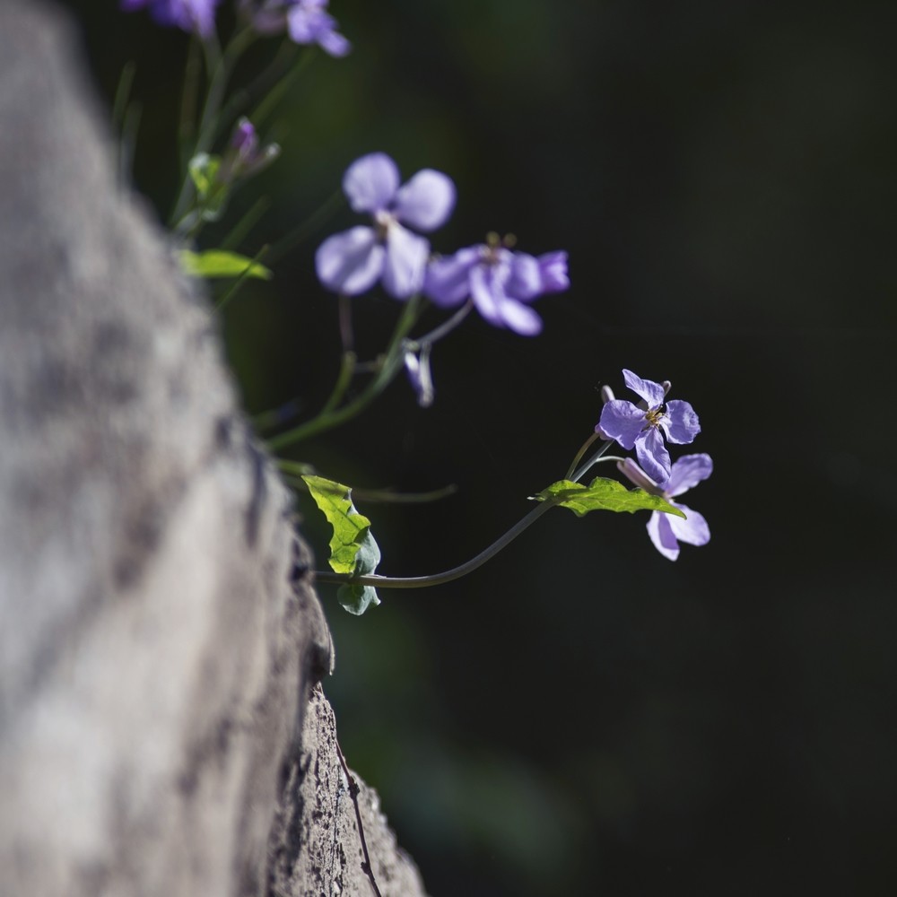 春日小花二月兰