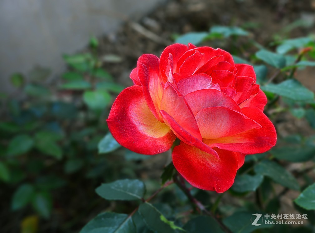 拍张月季花，试试