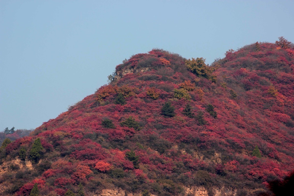 平山别样红
