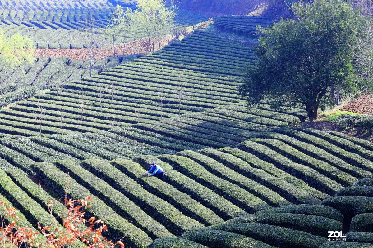 清明节前拍江榜茶园《7》