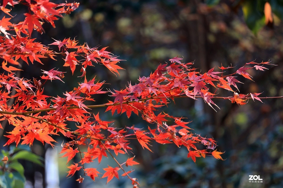 日本红枫与鸡爪槭图片