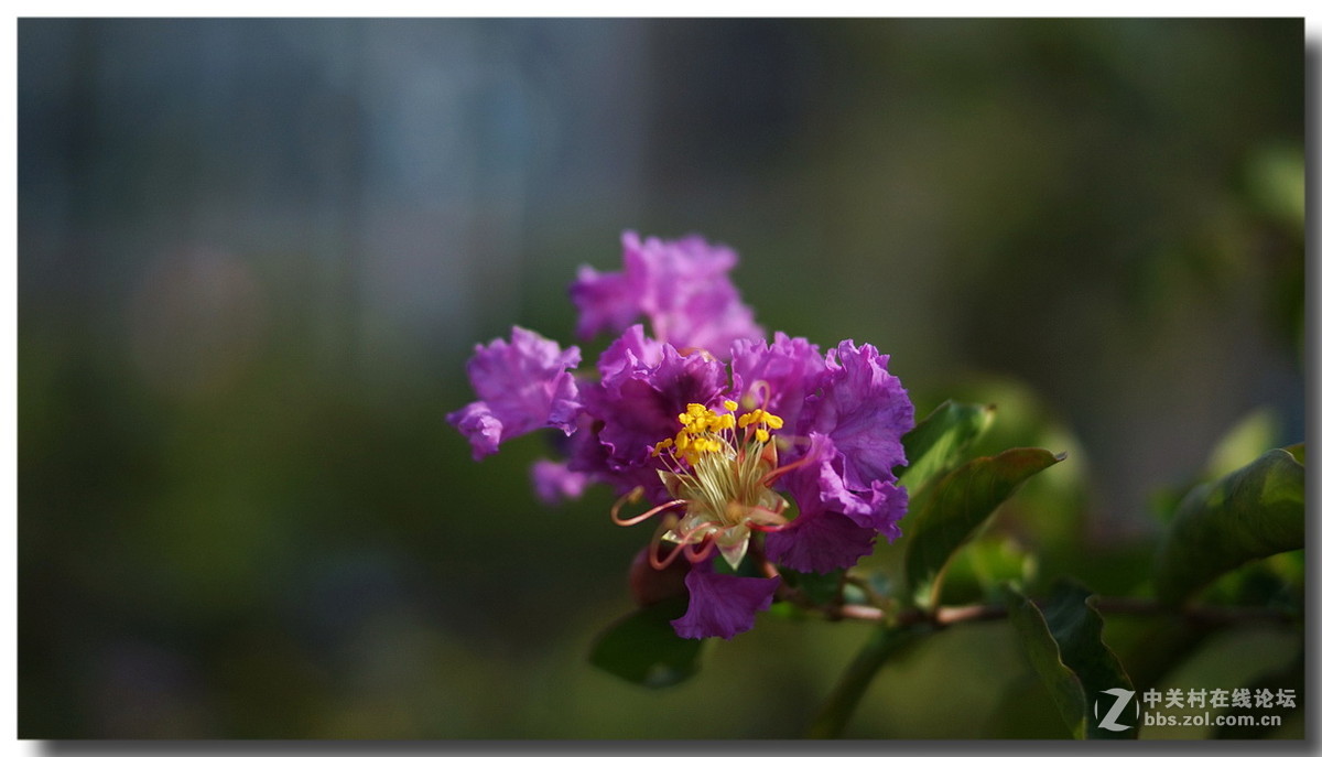 【紫薇花】祝众摄友国庆长假开心快乐！