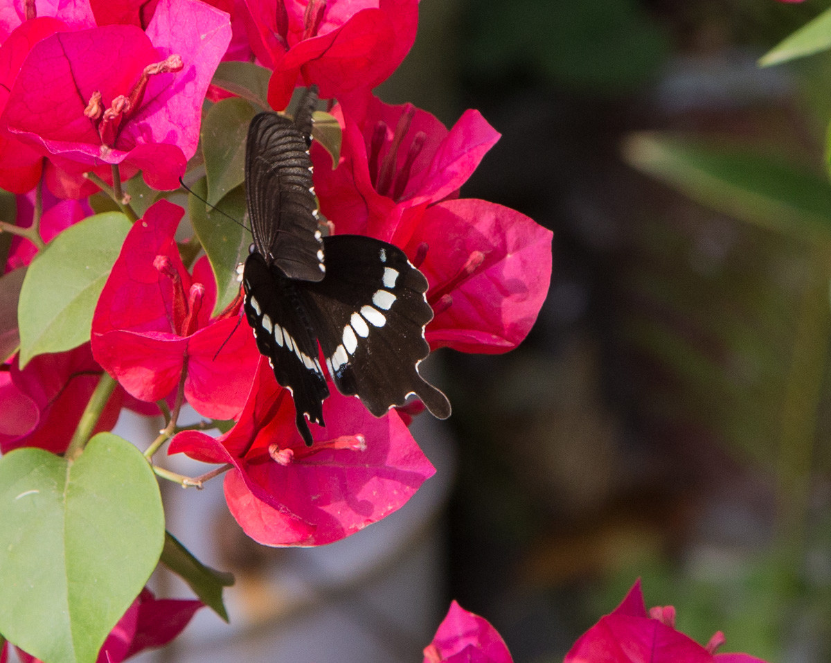 20151214蝴蝶与三角梅祝贺好友刘江南荣任索尼ilce7m2版主
