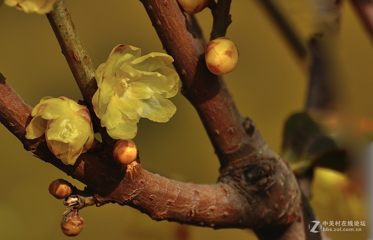 一组花卉（腊梅）一