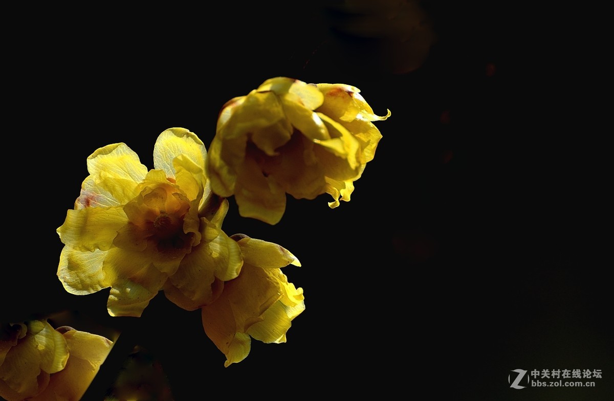 一组花卉（腊梅）一