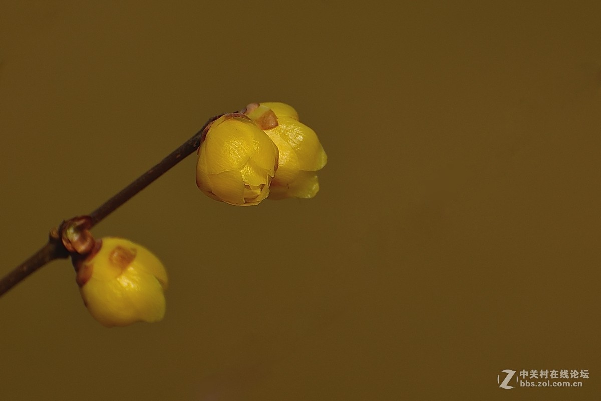 一组花卉（腊梅）一