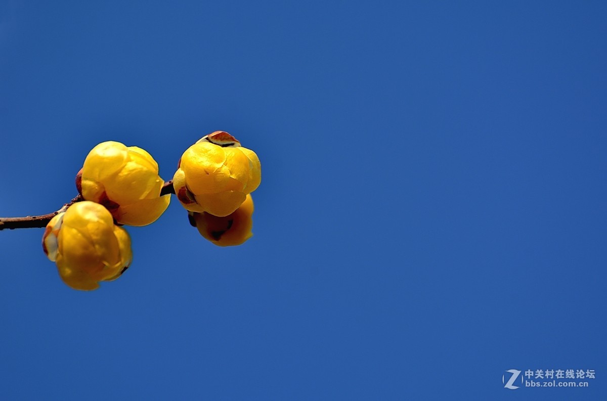 一组花卉（腊梅）一