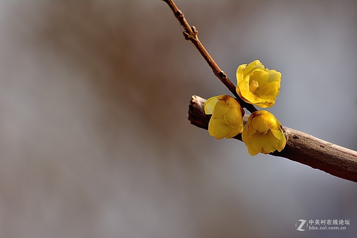 一组花卉（腊梅）一