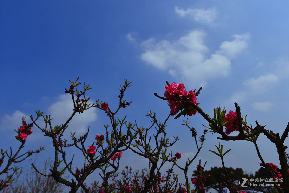 南沙大崗十八羅漢山桃花林風景